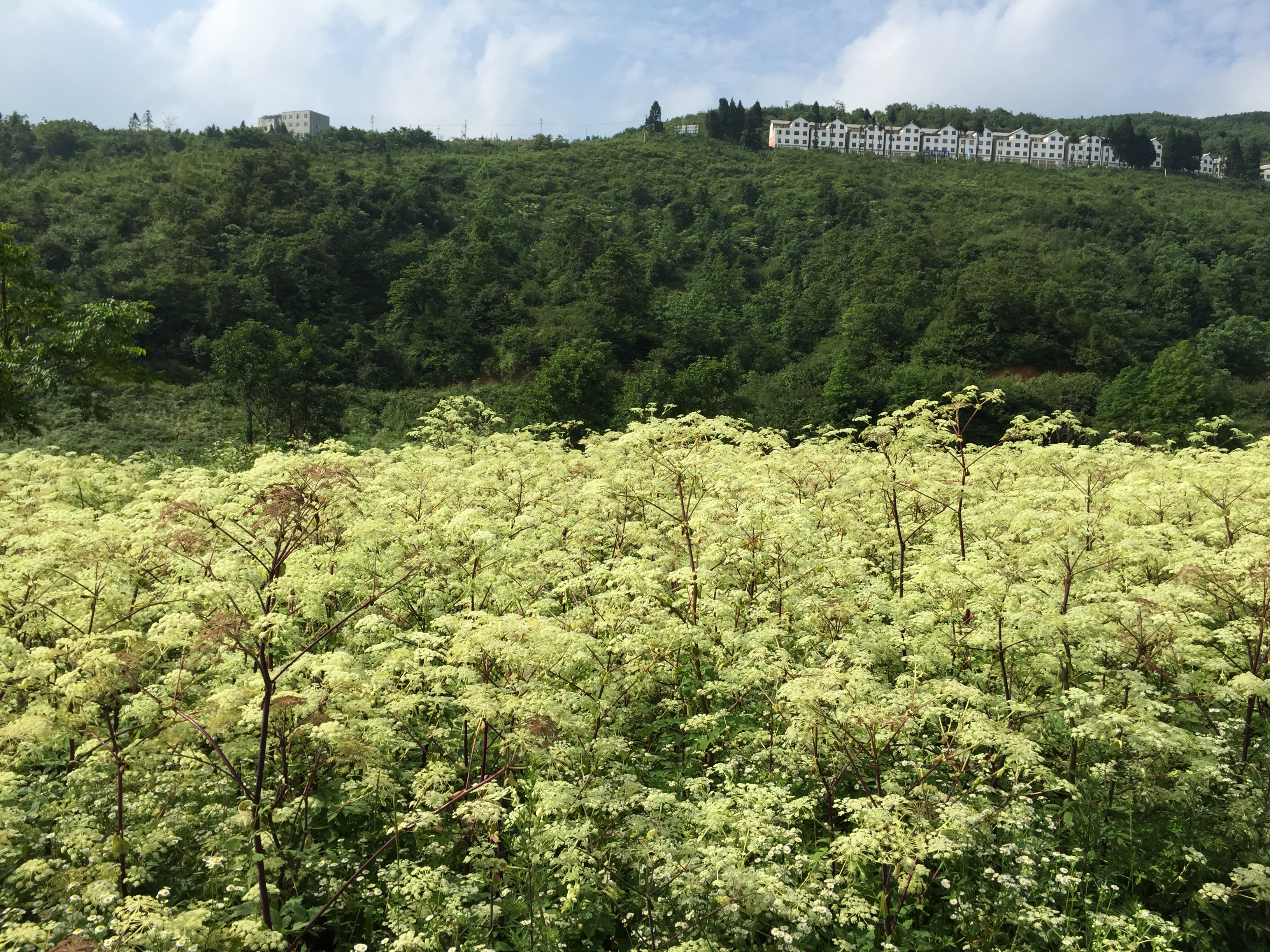 巴东独活种植基地