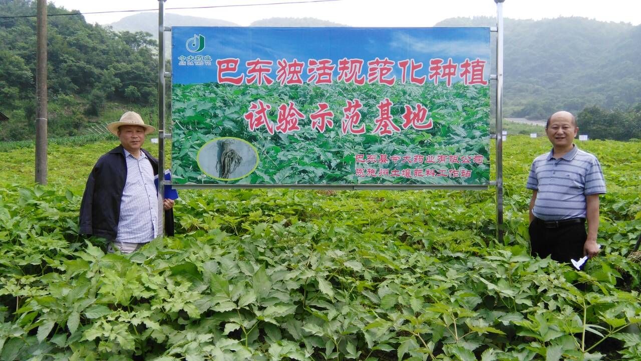 巴东独活种植示范基地